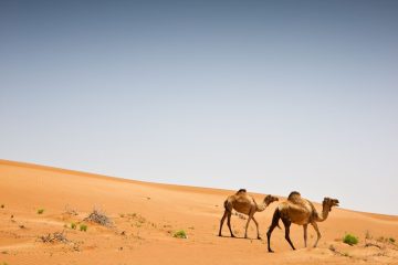 Wahiba Sands desert